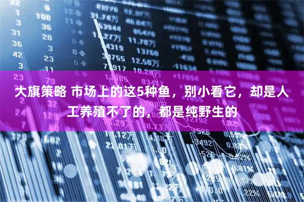 大旗策略 市场上的这5种鱼，别小看它，却是人工养殖不了的，都是纯野生的
